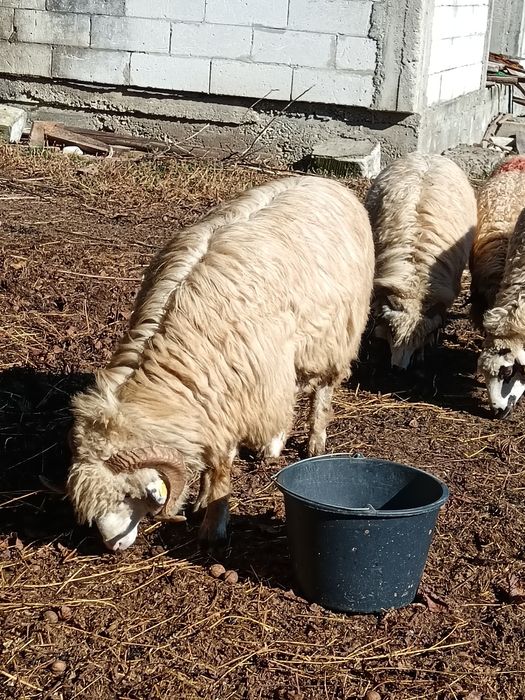 Berbec rasă. Pentru cei care doresc.