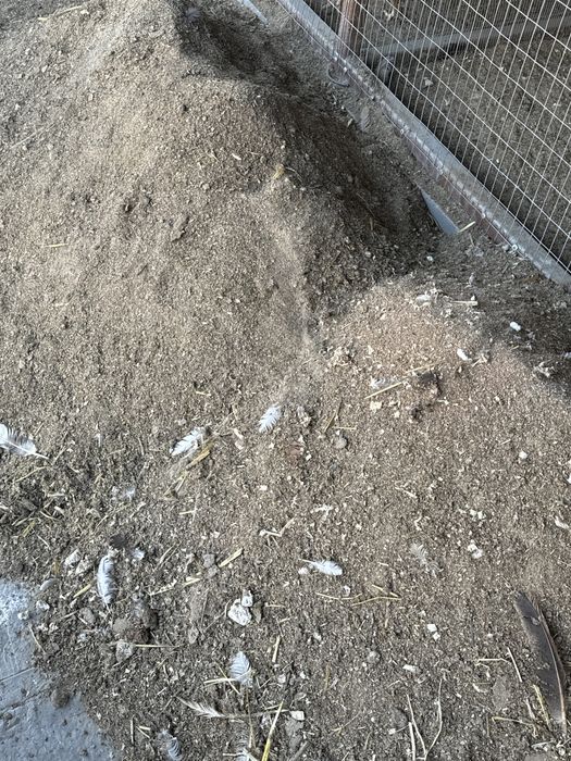 Бесплатно куриный навоз