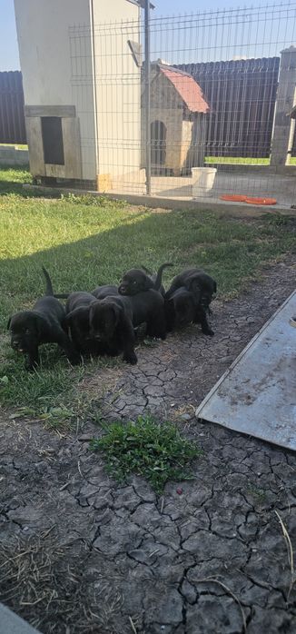 Vand pui Cane Corso