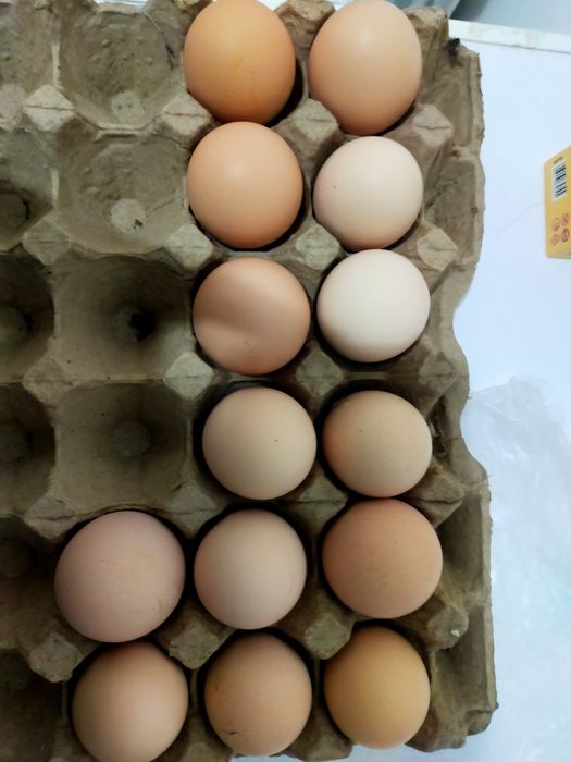 Инкубационный яйца