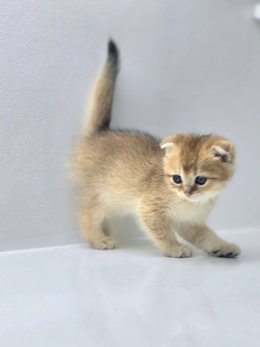 ШоТлаНдские КотЯта..