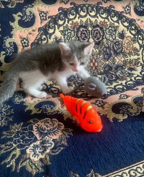 Домашний котенок мальчик.