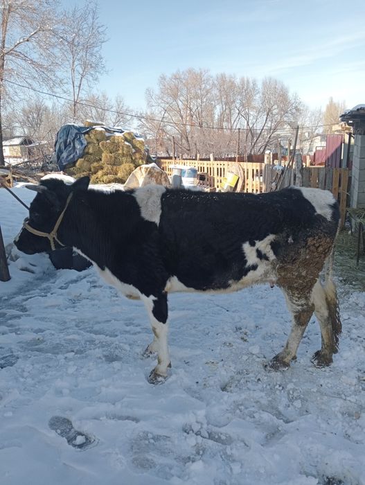 Бир Туган сиыр ети жаксы