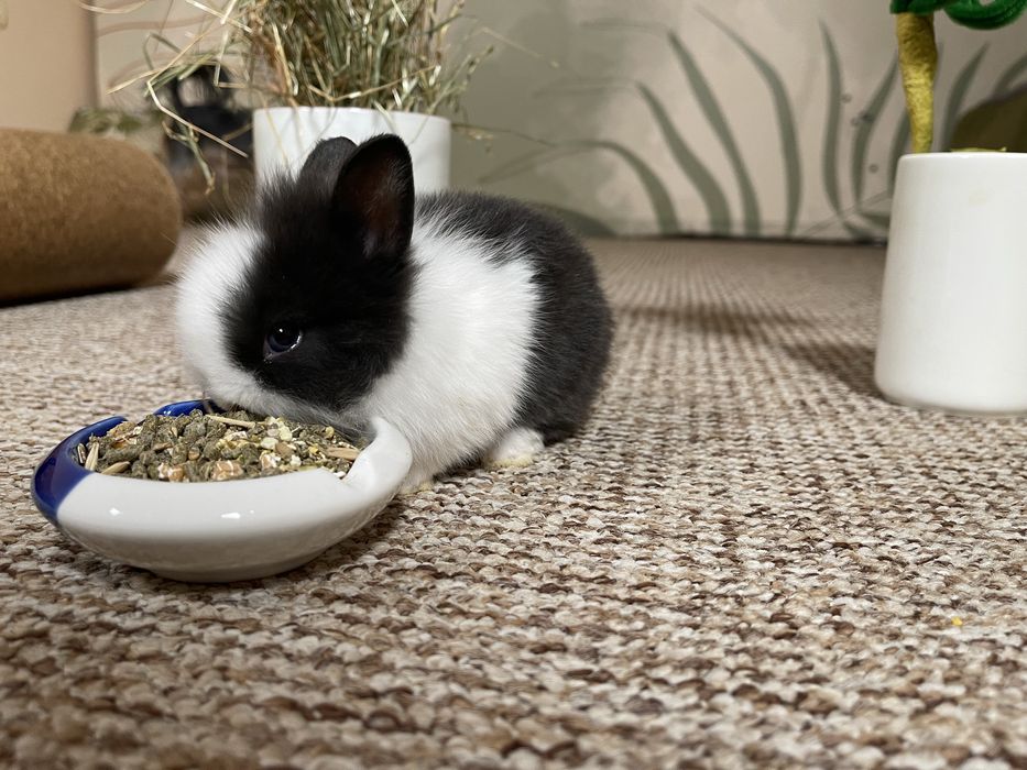 Декоративни зайчета-Прекрасни!