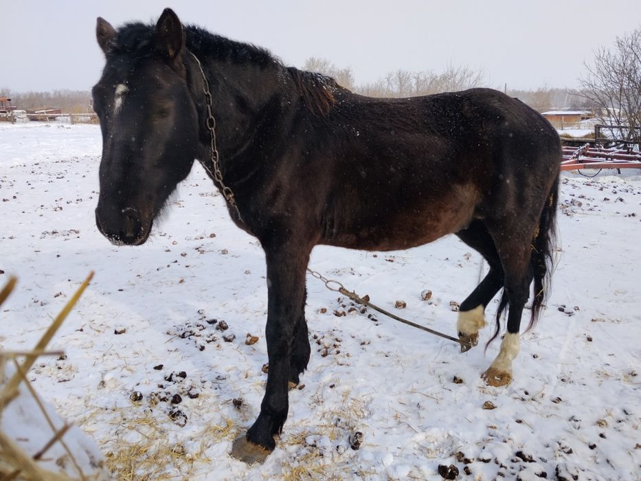 Продам Жеребеца 4 года