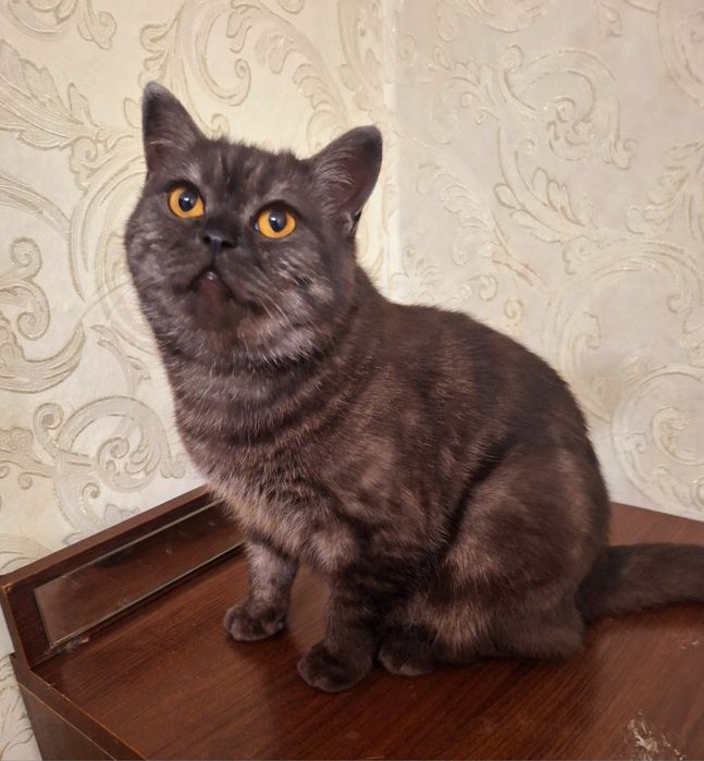 Шотландская кошечка.Стерелизована