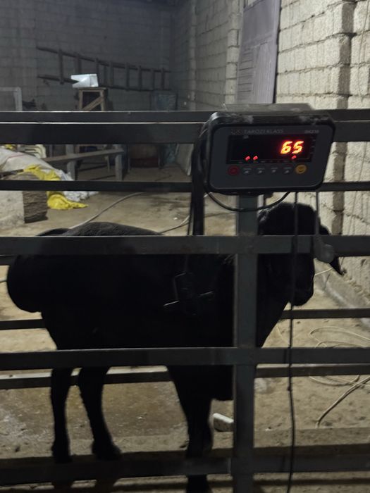 Katta qo‘y 65 kg – Aqiqa va to‘ylar uchun, so‘yib berish xizmati