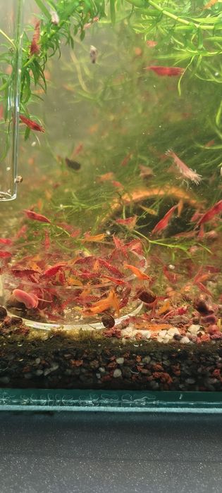 Creveti red cherry acvariu