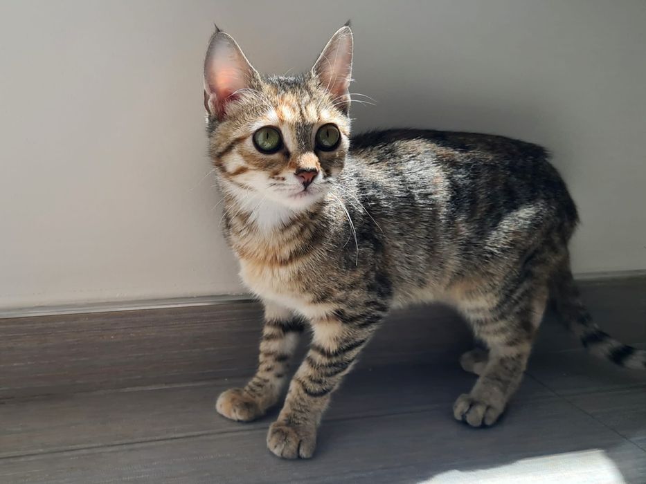 Шарено коте търси дом