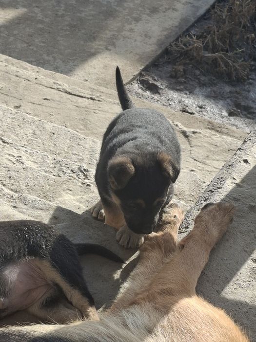 Ченки  Немецкого овчарки!