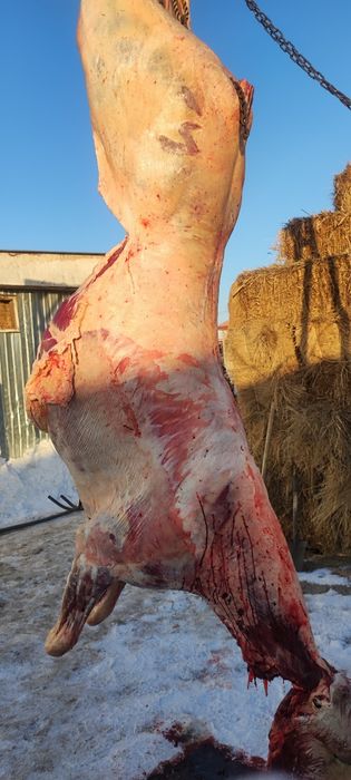 бие байтал с откорма