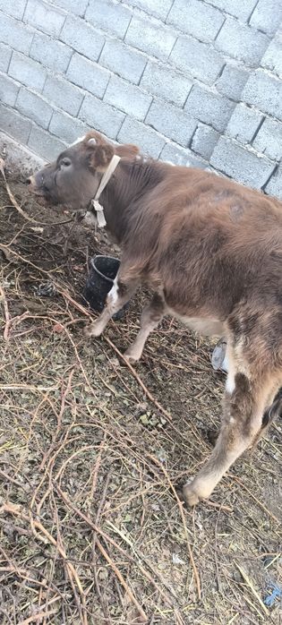 Гунажин сотилади...