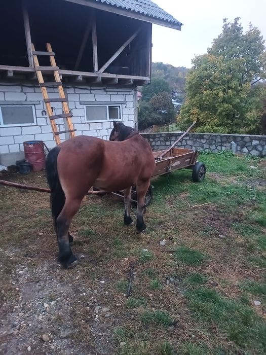 Cai de vânzare..