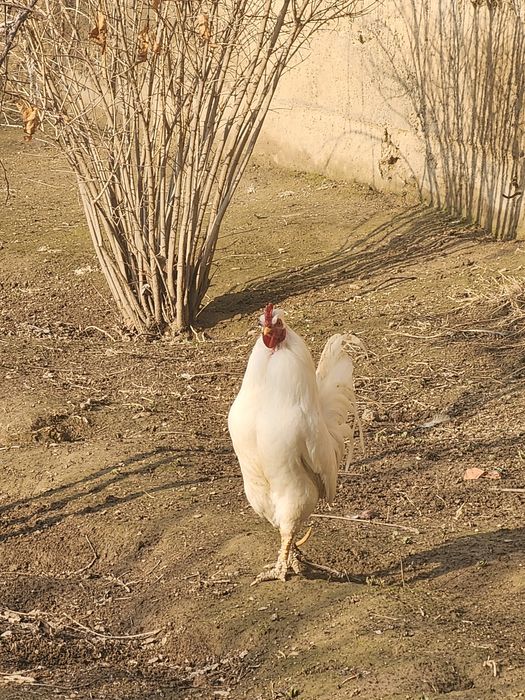 Xurozlar sotiladi 50.000 sum