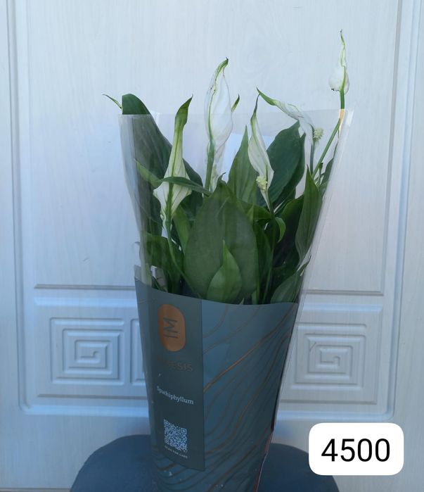 Бөлме гүлдері сатылады