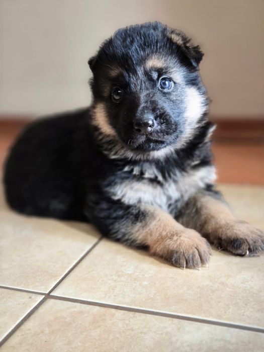 Продам щенков немецкой овчарки