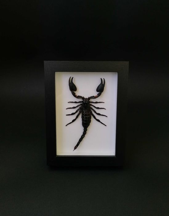 Подарък за зодия Скорпион, Препариран истински скорпион в рамка
