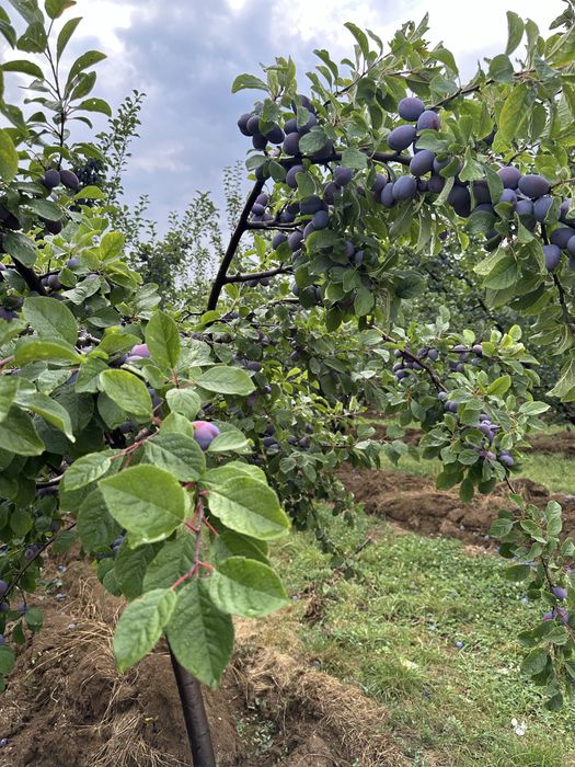 Vand prune pentru tuica