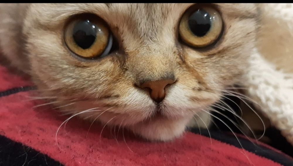 Продам кошечку британской породы ,