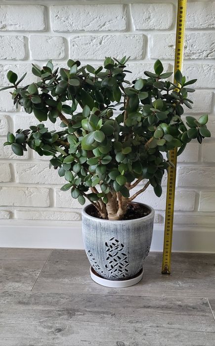 Денежное дерево - Толстянка