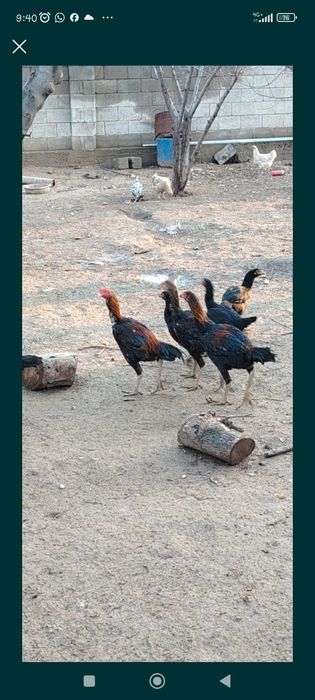 Honor x 9 d супер