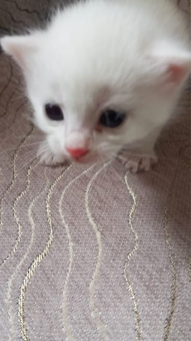 Отдам котенка в хорошие руки