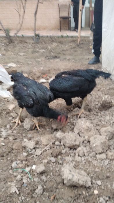 Dakan tovuq sotiladi