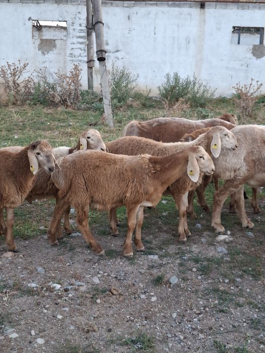 Продам ягнят породы арашан