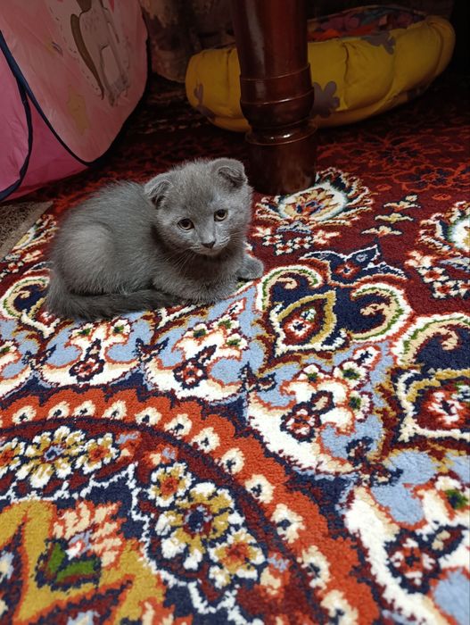 Скоттиш фолд ва страйт