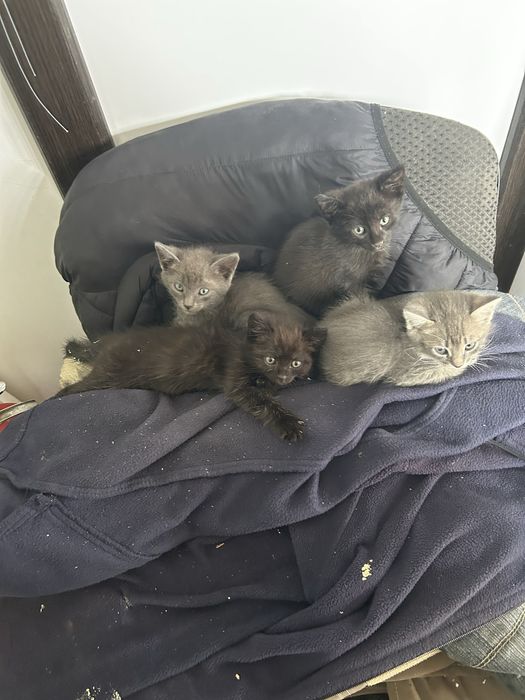Котята срочно ищут дом