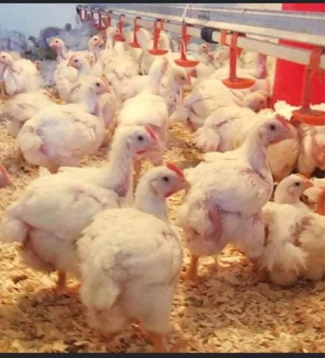 Vand pui albi si rasa mixta