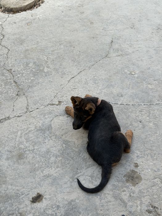 3oylik zoti toza nemis ovcharka