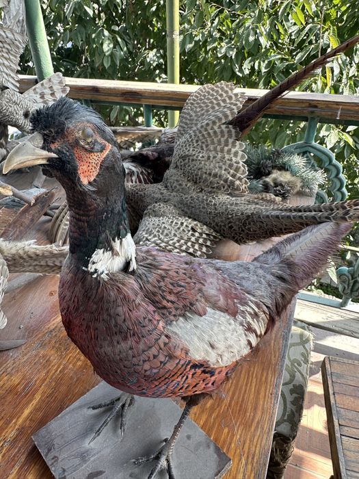 Фазан чучело