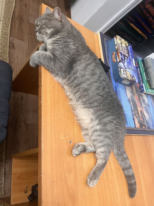 Отдам кошку в добрые руки