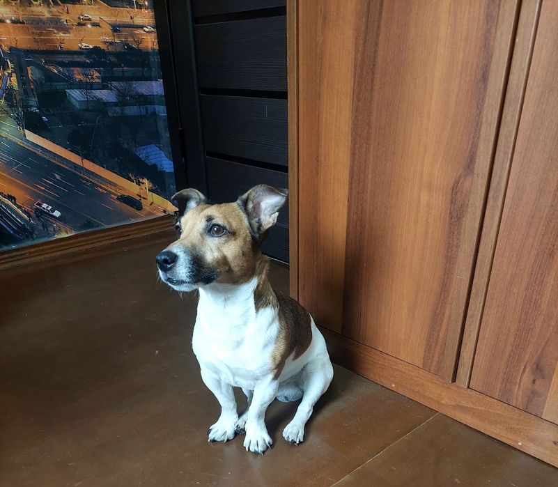 Джек Рассел Терьер Вязка