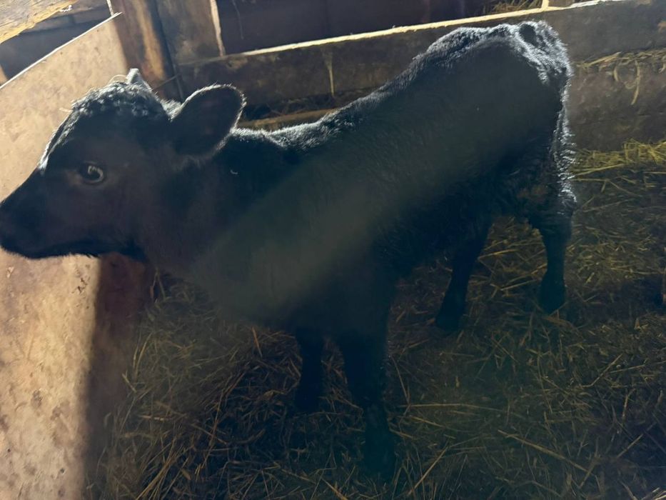 Продам бычок 10 дней