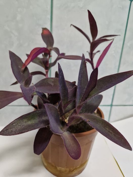 Plante pentru apartament pret mic