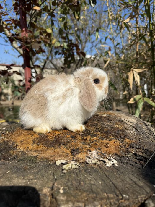 Berbec pitic (holland loop)