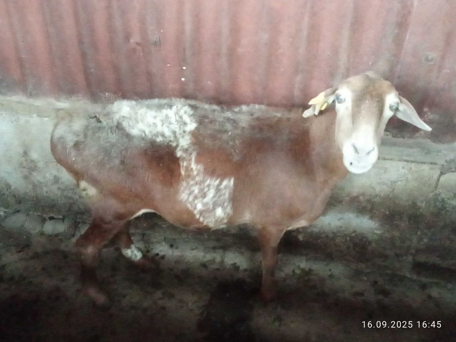 В продаже бараны жырные койлар