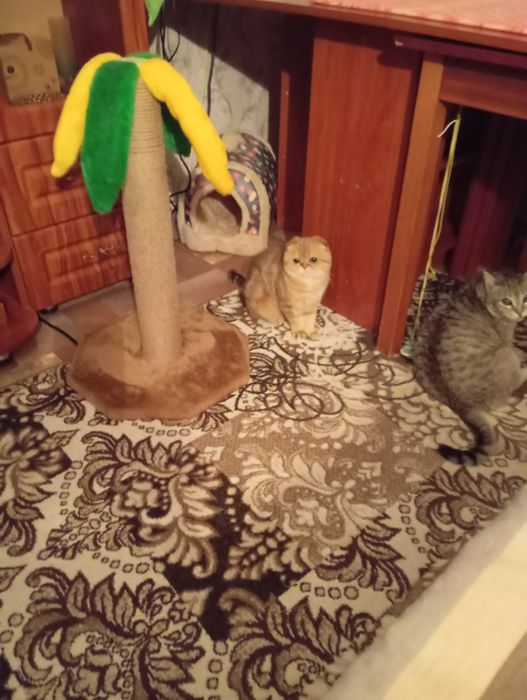 кошечка вислаушка