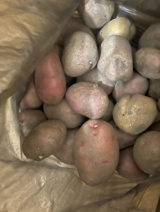 Продам домашнюю картошку