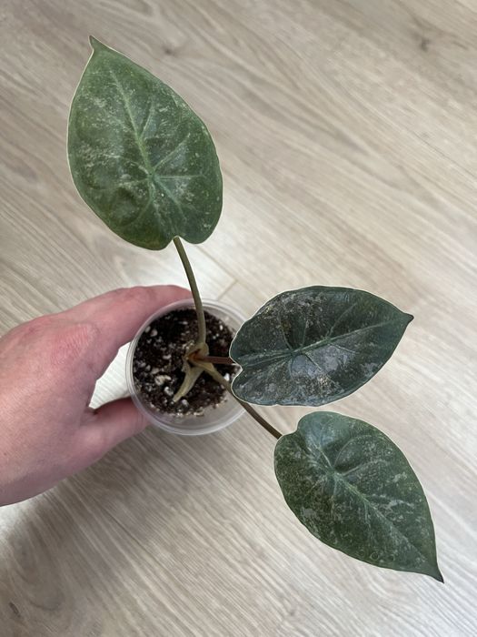 Алоказия Венти Вар., Макрориза Сплеш, Лонгилоба