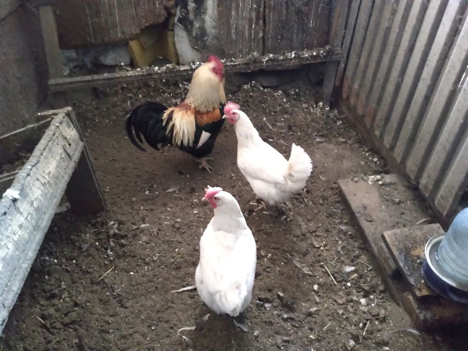 Продаются 2 несушки и петух ,