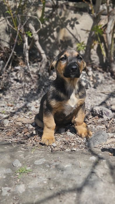 Щенок мальчик ищет дом