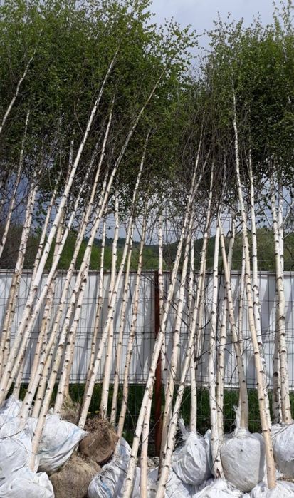 Mesteacăn mutitulpinar cu coaja alba decorativ,  Pret minim garantat