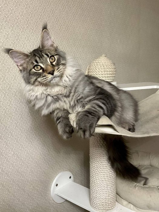 Котенок мейн-кун