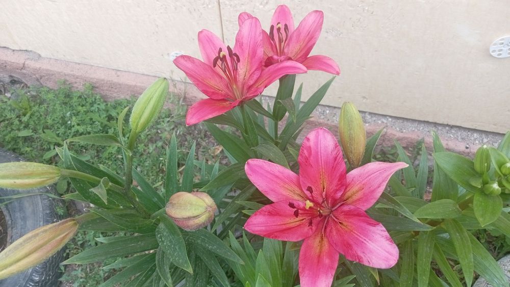 Продам  2 дома каждый