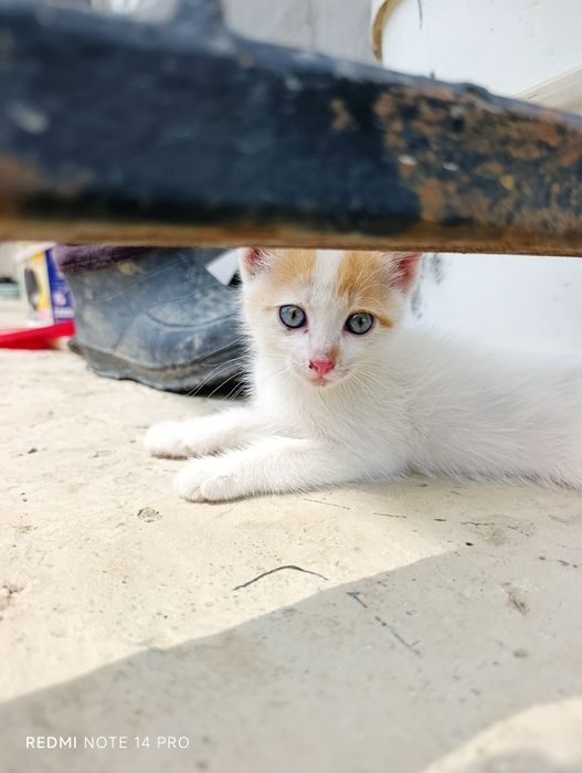 Котенок в добрые руки