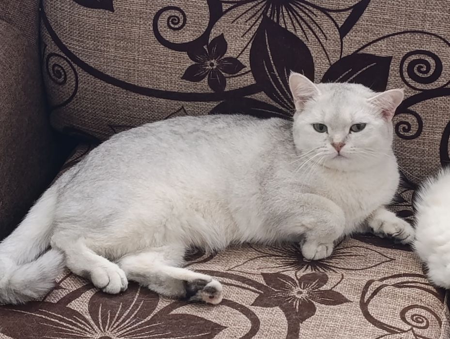 Serebrista Shinshilla