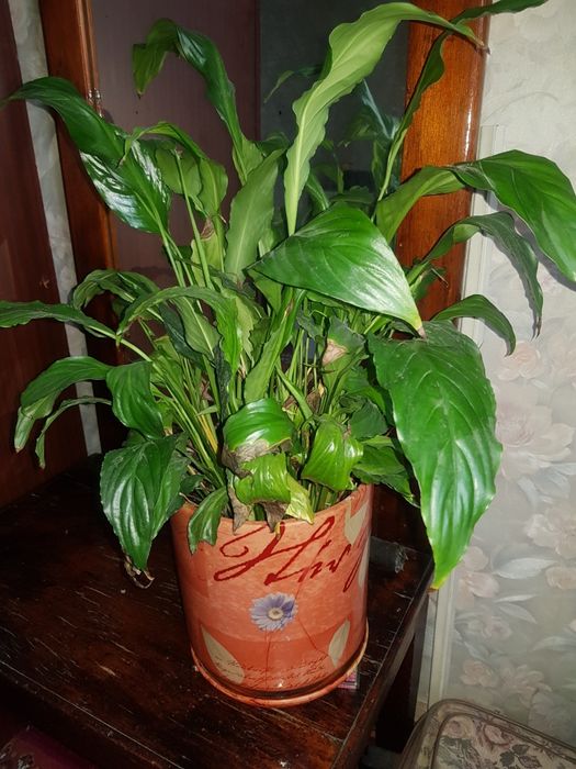 Комнатные растения цветущие